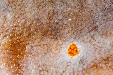 Doku pisi balığı balık