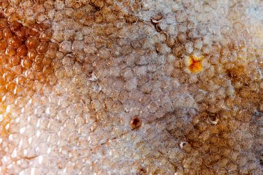 Doku pisi balığı balık