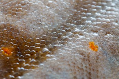 Doku pisi balığı balık