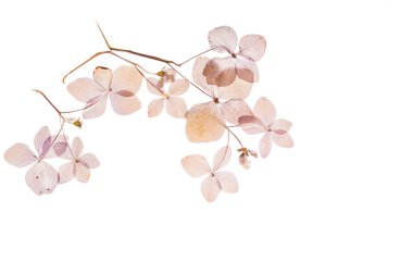 beyaz üzerine kuru ortanca