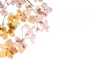 beyaz üzerine kuru ortanca