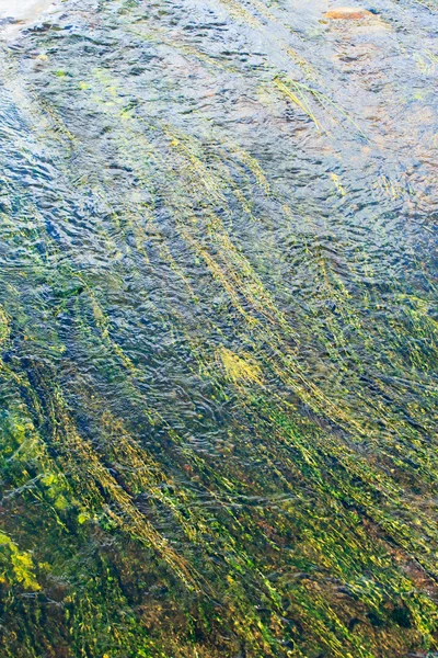 Algas verdes en el río — Foto de Stock