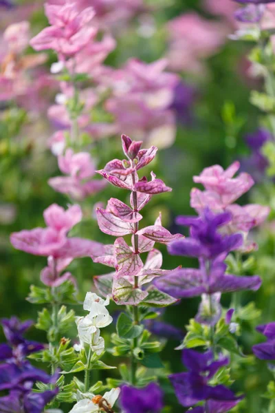 Fleurs violettes étonnantes — Photo