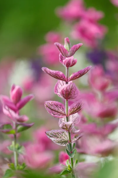 Geweldige paarse bloemen — Stockfoto