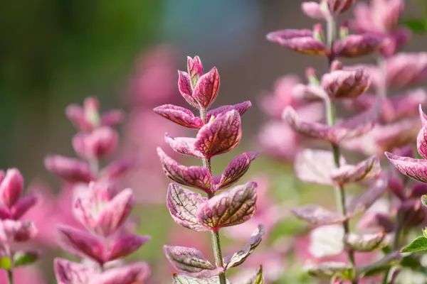 놀라운 보라색 꽃 — 스톡 사진