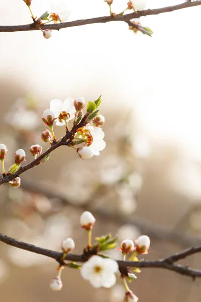 Beautiful spring flowers — Stock Photo, Image