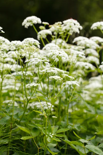 Campo de flores de verano — Foto de Stock