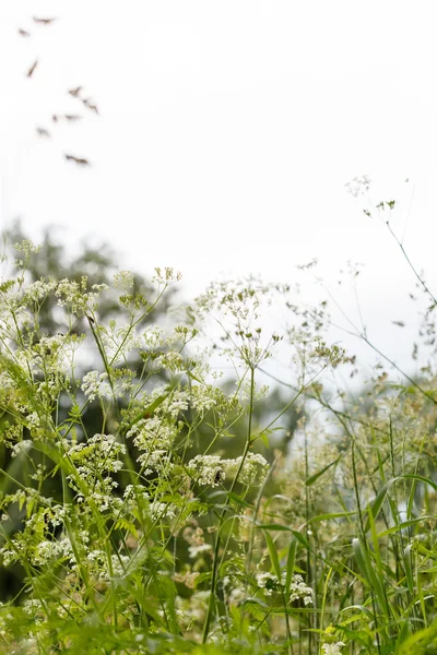 Летнее цветочное поле — стоковое фото