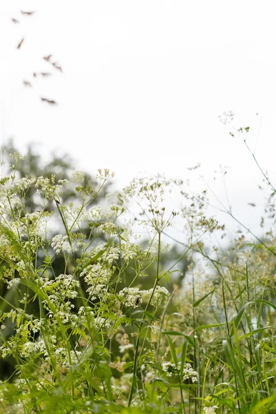 Champ de fleurs d'été — Photo