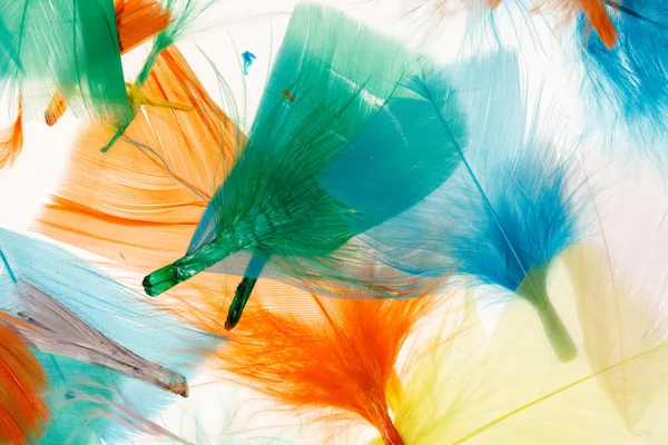 Colorful bird feathers — Stock Photo, Image