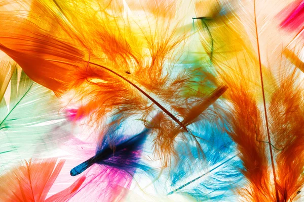 Colorful bird feathers — Stock Photo, Image