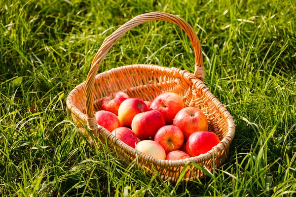 Manzanas maduras en cesta — Foto de Stock