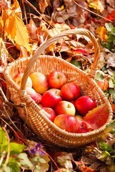 Спелые яблоки в корзине — стоковое фото