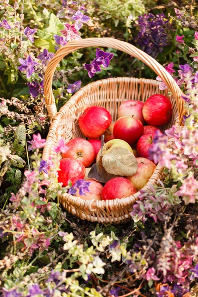 Manzanas maduras en cesta —  Fotos de Stock