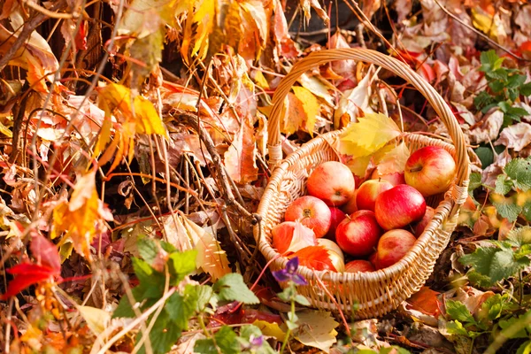 Ripe apples in basket — Stock Photo, Image