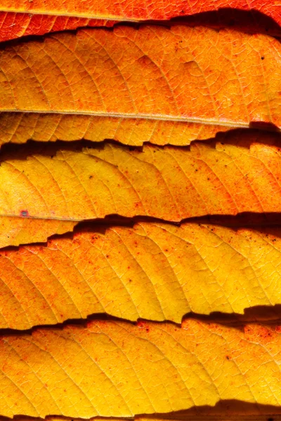 Liście jesiennego koloru — Zdjęcie stockowe