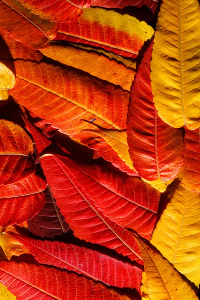 Autumn color leaves — Stock Photo, Image