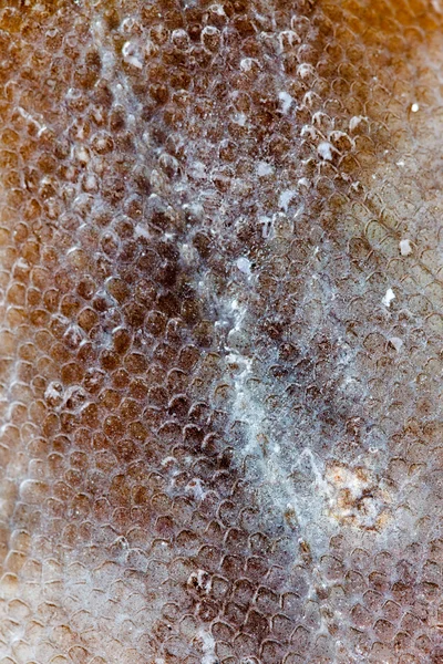 Flounder fish texture — Stock Photo, Image