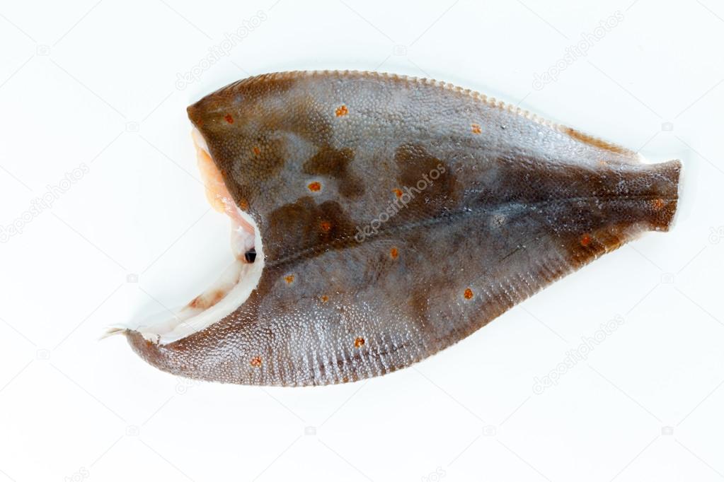 bot vis op wit — stockfoto © shebeko #101765720