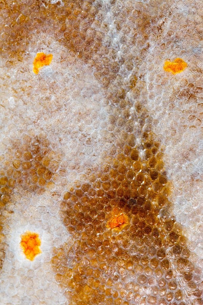 Flounder fish texture Stock Photo by ©Shebeko 101765748