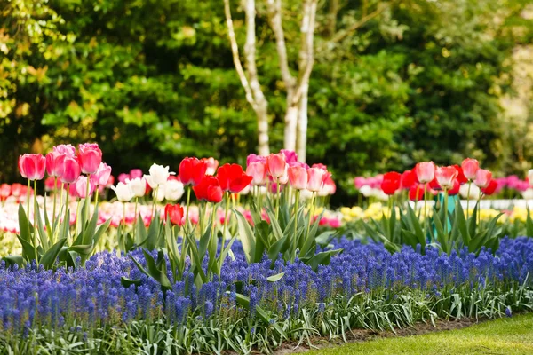 Giardino dei fiori primaverili — Foto Stock