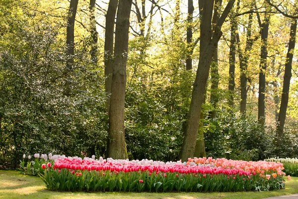 Spring flower garden — Stock Photo, Image