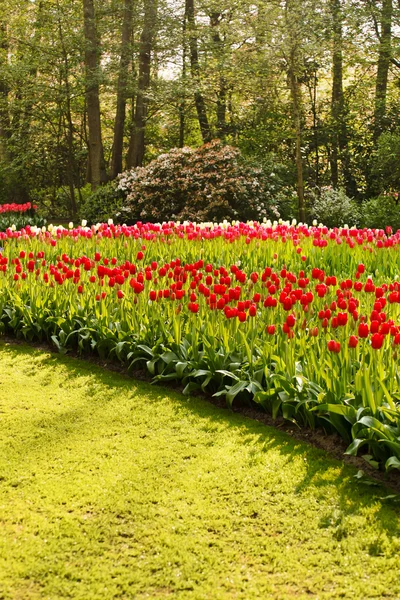 Spring flower garden — Stock Photo, Image