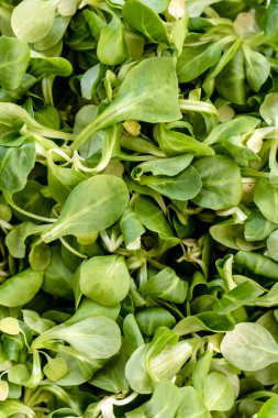 sağlıklı Mısır salata