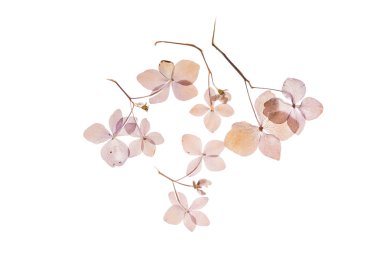 beyaz üzerine kuru ortanca