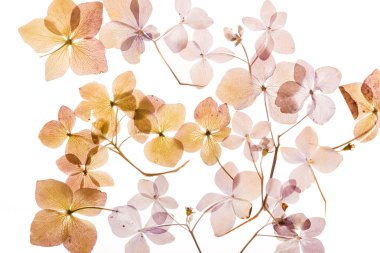 beyaz üzerine kuru ortanca