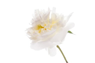 beyaz izole Şakayık