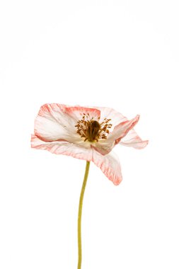 poppy üzerinde beyaz izole