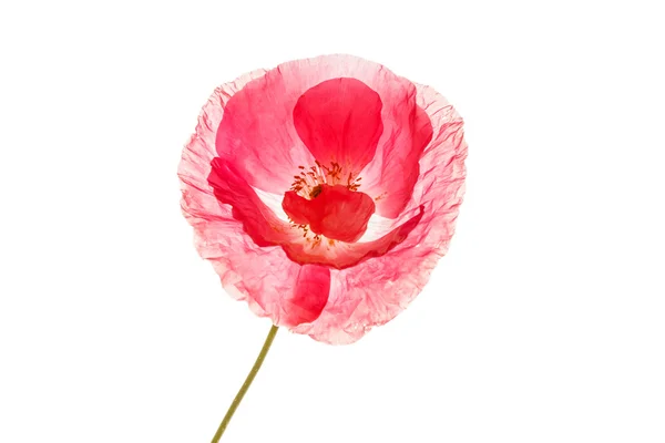 Mohn isoliert auf Weiß — Stockfoto