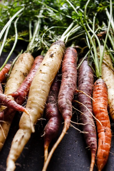 Zanahorias frescas ecológicas — Foto de Stock