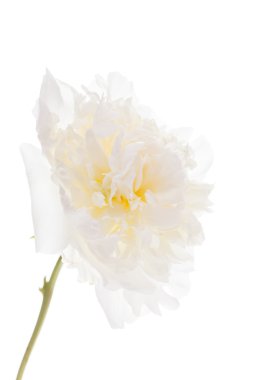 beyaz izole Şakayık