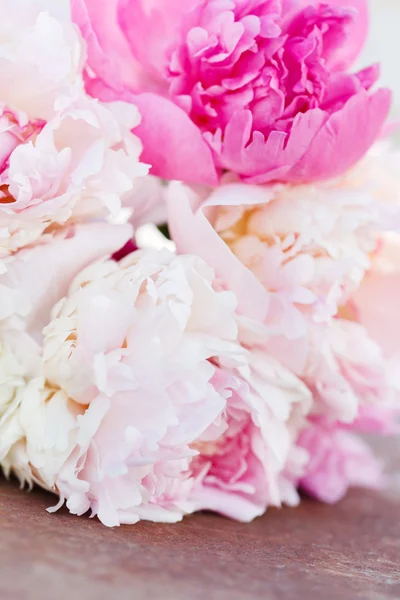 Belle peonie fresche — Foto Stock