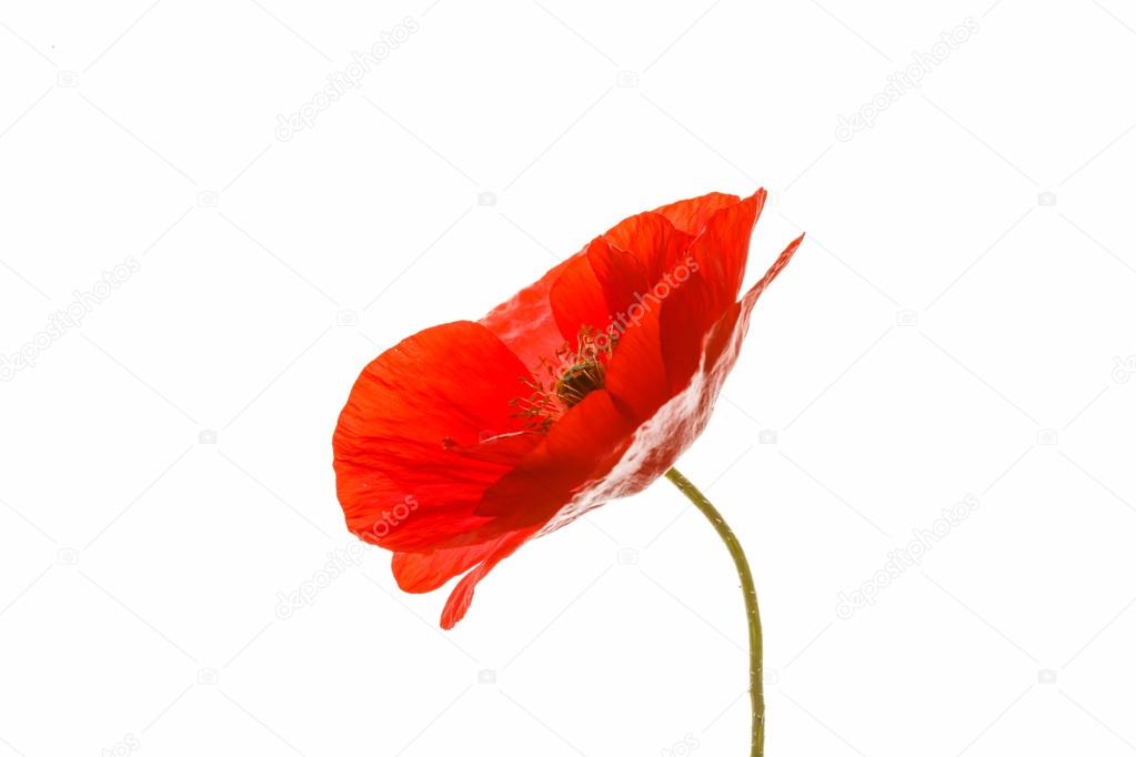 poppy isolated on white