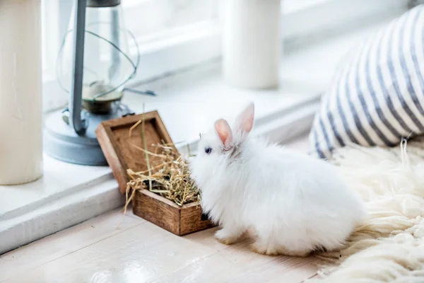 Lindo conejo blanco — Foto de Stock