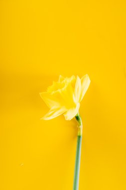 Nergis Sarı zemin üzerine