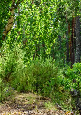 yeşil bitkiler ile orman