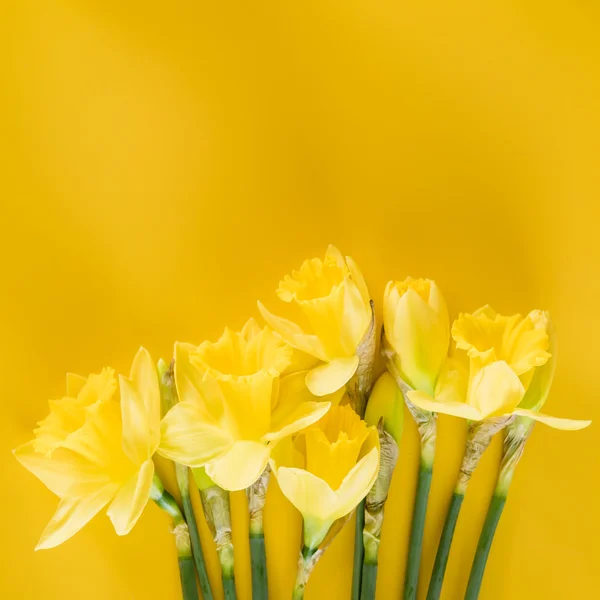 Narciso sobre fondo amarillo —  Fotos de Stock