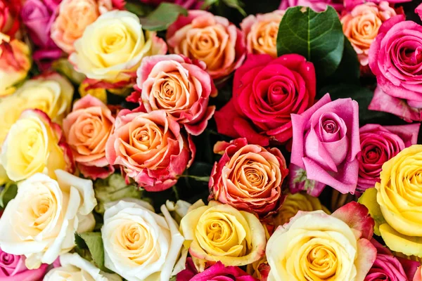 Nice rose flowers — Stock Photo, Image