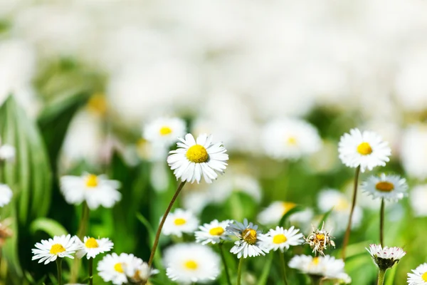 Schönes Gänseblümchenfeld — Stockfoto