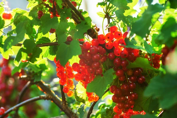 Färska mogna röda vinbär — Stockfoto