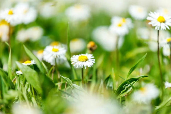 Vackra daisy fält — Stockfoto