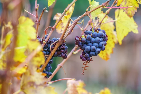 Viñedo amarillo otoño — Foto de Stock