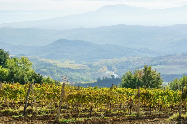 Autumn yellow vineyard — Stock Photo, Image