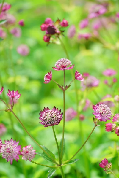 Campo de flores de verano — Foto de Stock