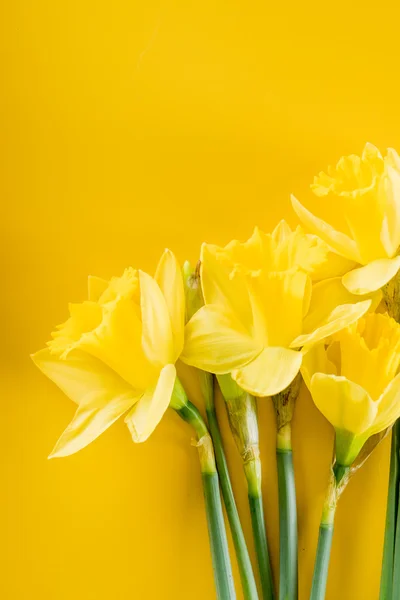 Narcissus on yellow background — Stock Photo, Image