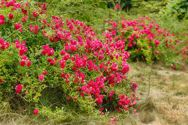 Nice color roses — Stock Photo, Image